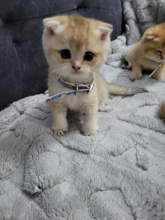 Очаровательные котята породы британская золотая шиншилла