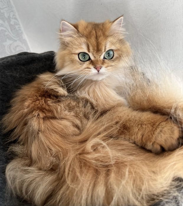 Pisica british longhair golden cu pedigree