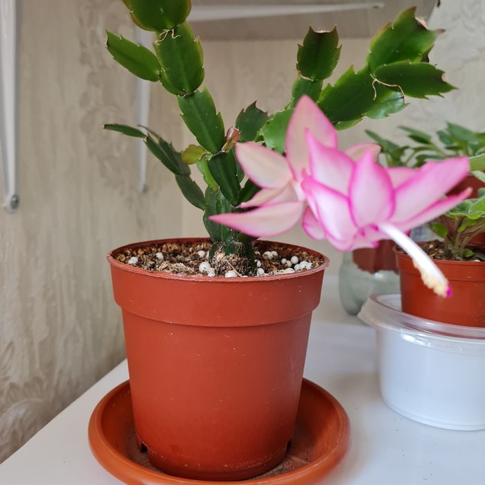 Продам цветущие фиалки