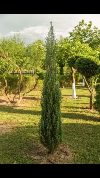 Pepiniera Tuia si Bonsai