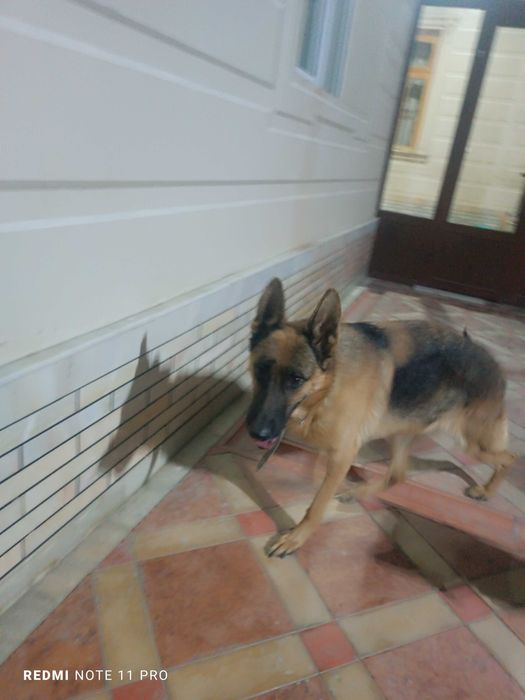 Немецкая овчарка стандарт