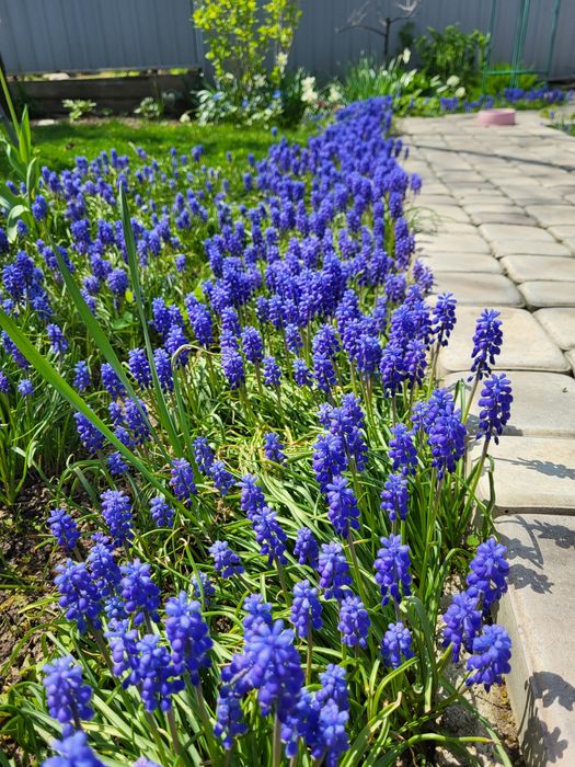 Мускари луковицы