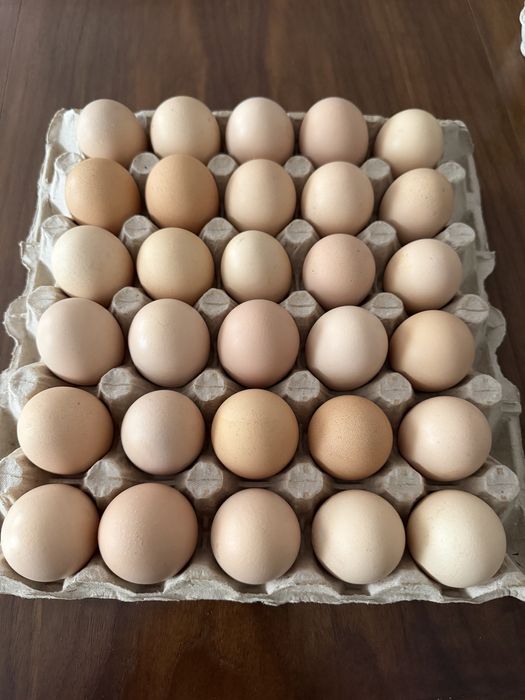 Oua incubat Pita Pinta, Marans si Araucana