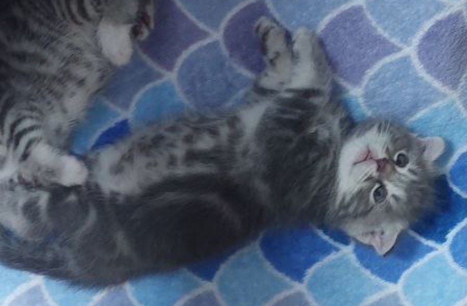 Продаются породистые  кошки окрас  серый британские