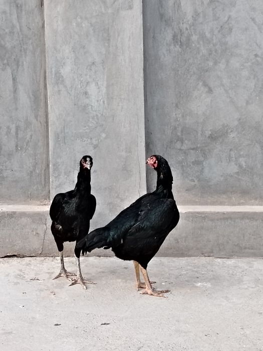 bobo tovuqla sotiladi