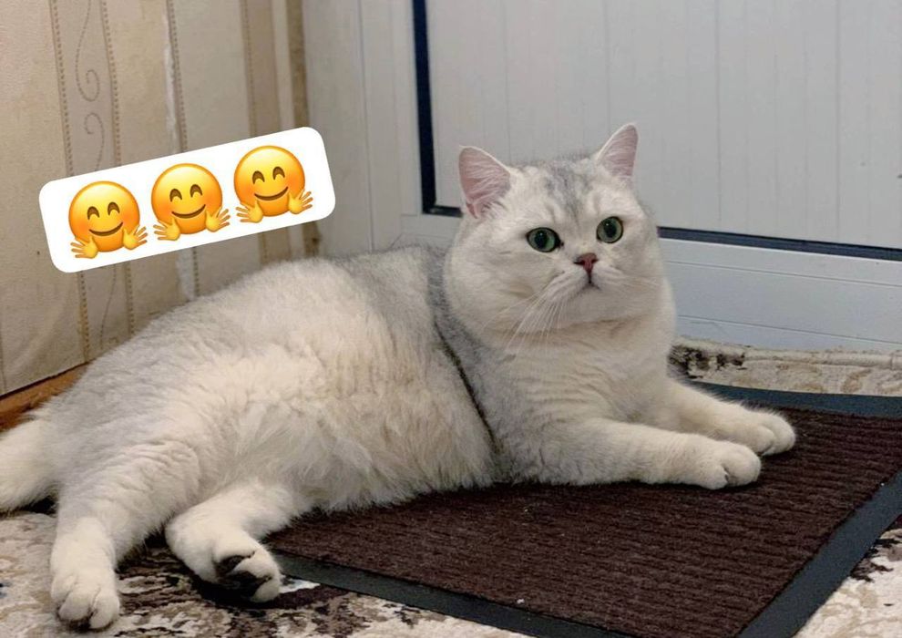 Продается шикарный белый котенок девочка