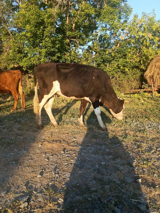 Продам молодую корову
