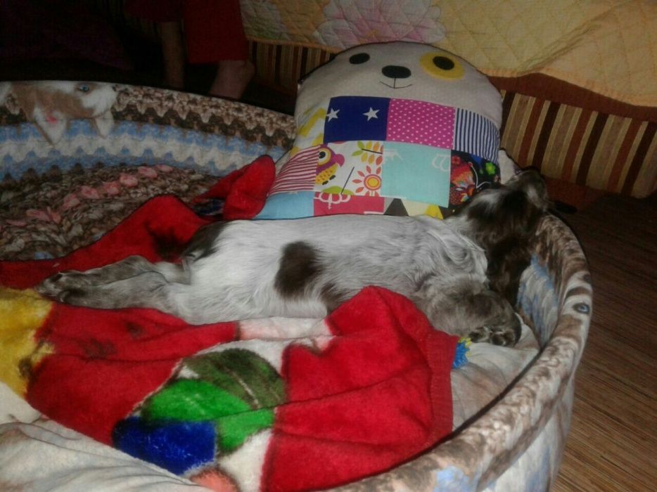 Щенки Русского Спаниеля