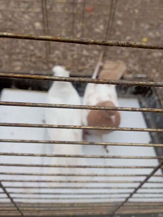 Продам голубей породистых