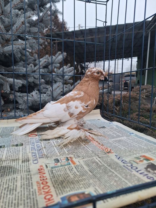 Продам молодого навата 2025