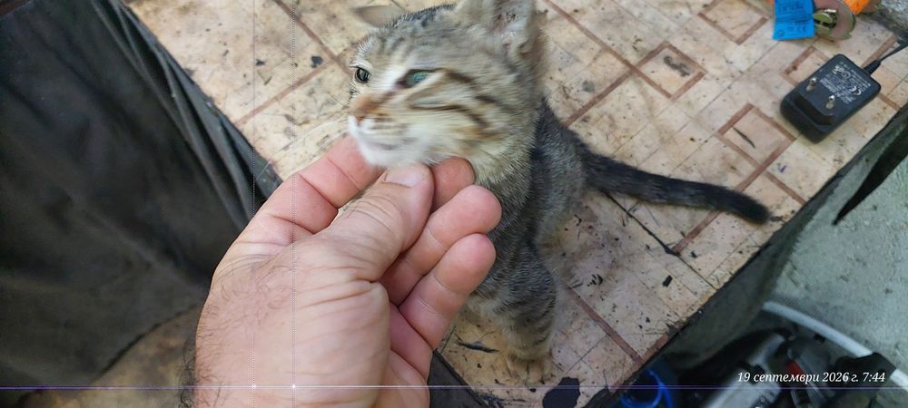 Подарявам малко женско коте