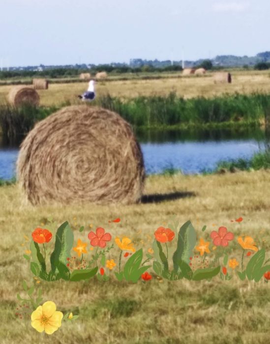 Продам сено рулонное.