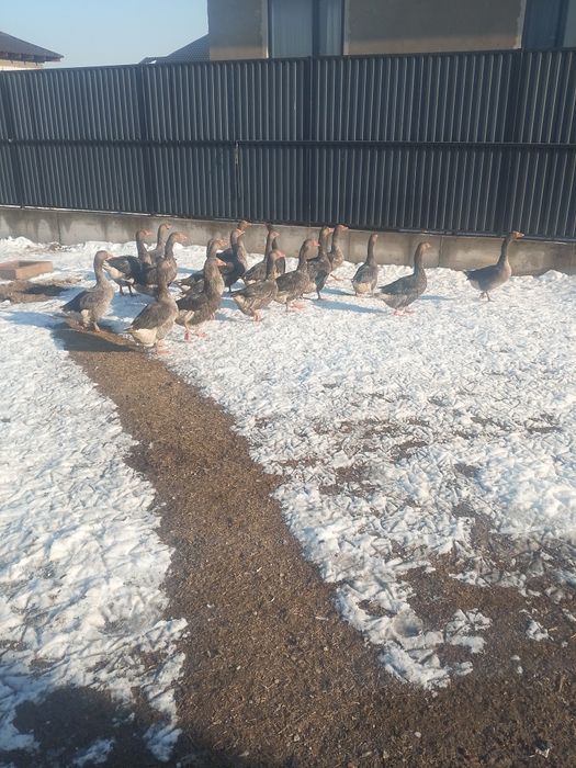 Продам Гуси крупно серые молодые