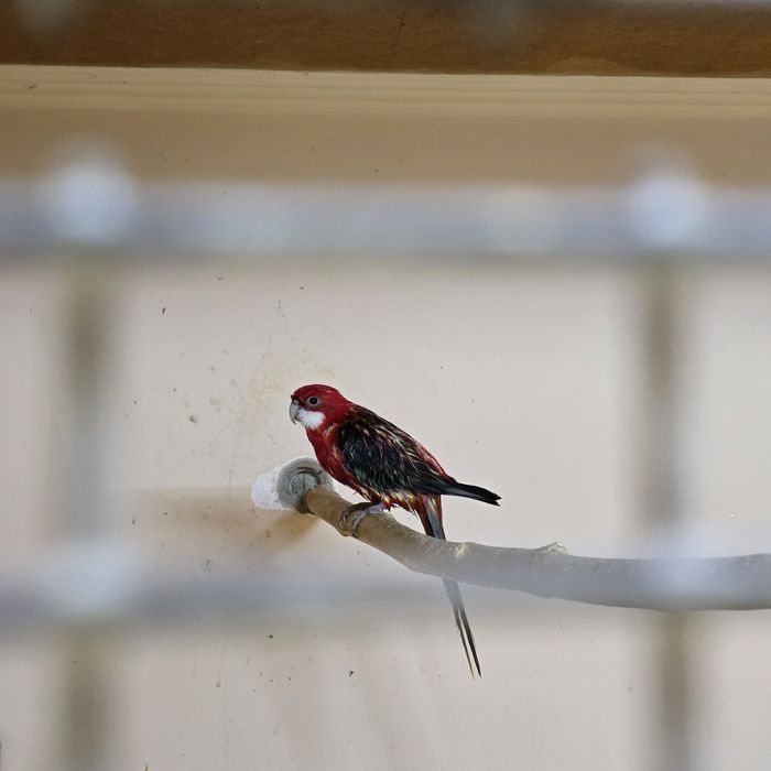 Рубин Разелла кушла сотилади