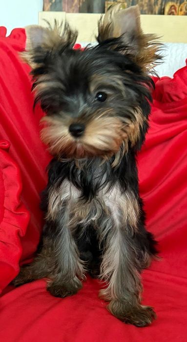 pui Yorkshire Terrier