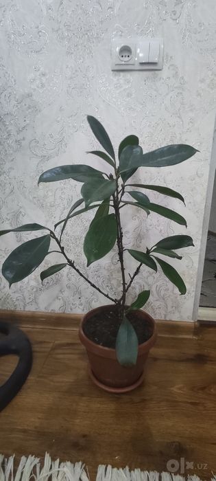 Ореховый фикус sotiladi