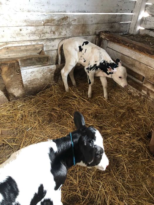 Tăurași de 1 săptămână