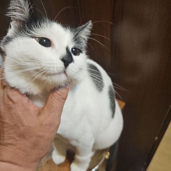 Отдам кота в хорошие руки