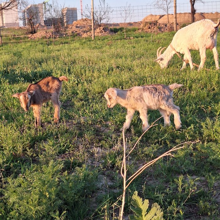 Лақ ешкі,козлёнок