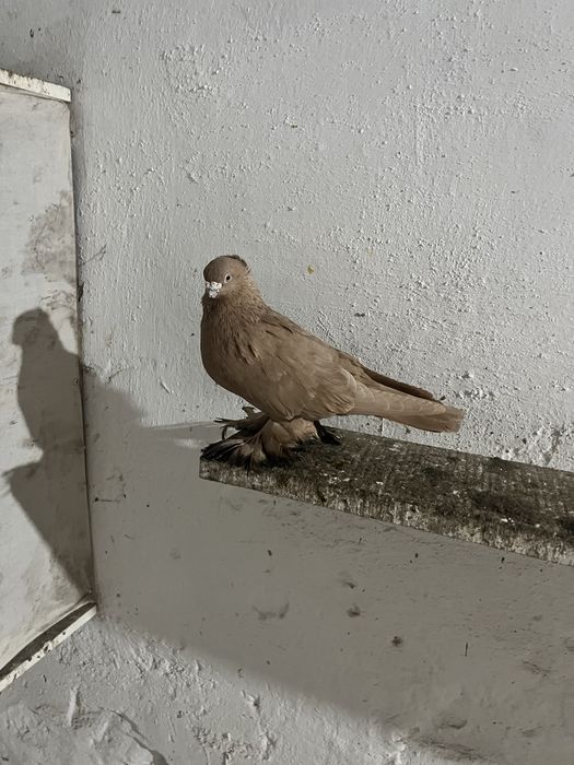 Жолты голуп старапародны