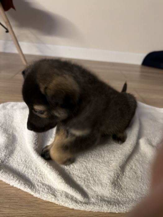 щеночек 6-8 недель от силы