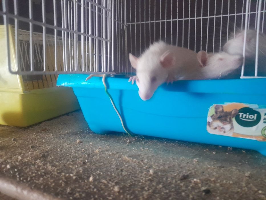 Продам крысят альбиносы