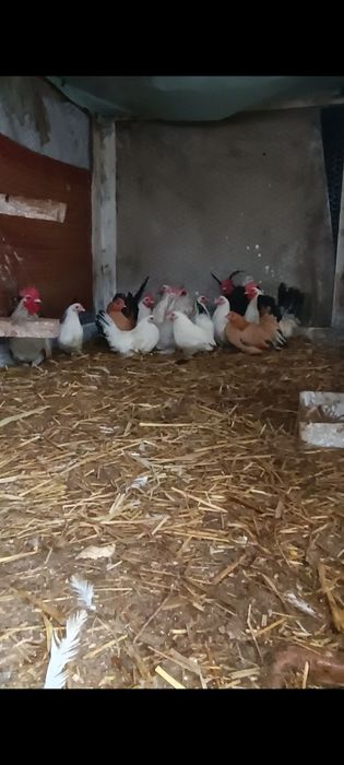 Cocoșei chabo de prăsilă