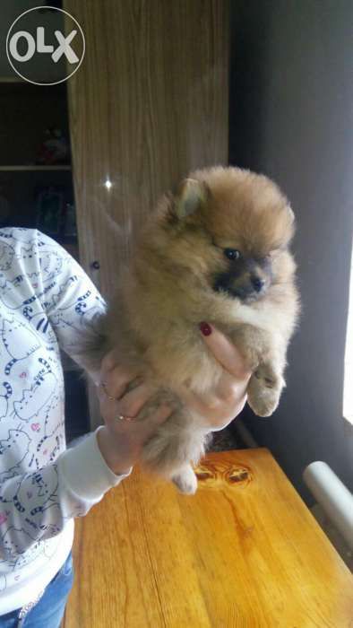 Продам щенков померанского шпица