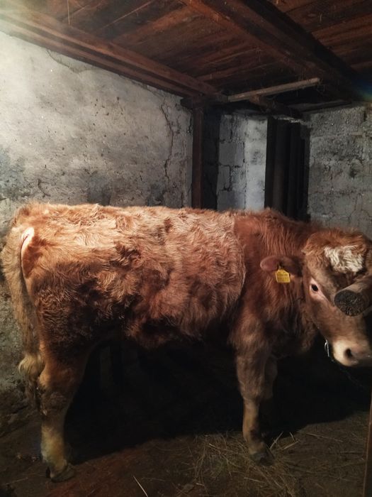 Продам бычков с откорма !