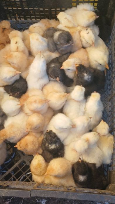 Puisori de gaina rasa mixta