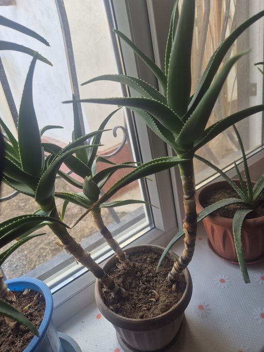 Алоэ Вера лечебный.