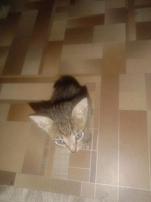 Отдам котят в хорошие руки