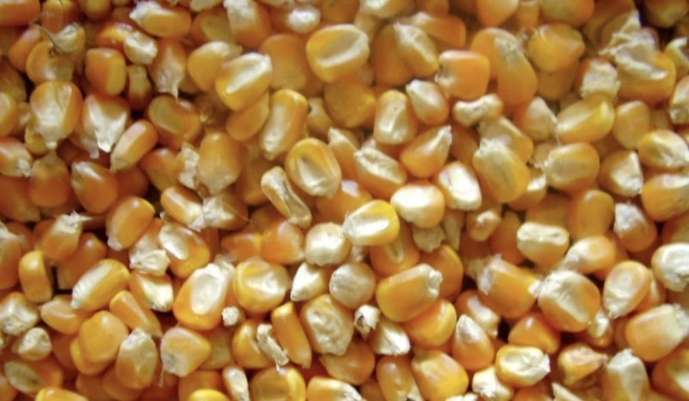 Vand porumb boabe, 1.10lei/kg