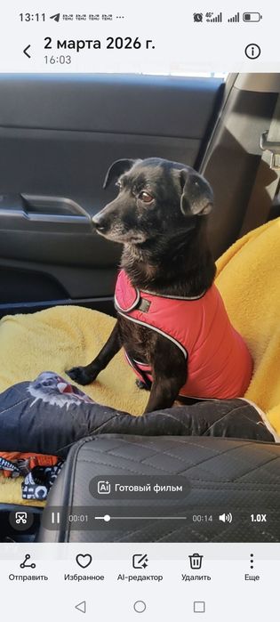 Маленькая собачка