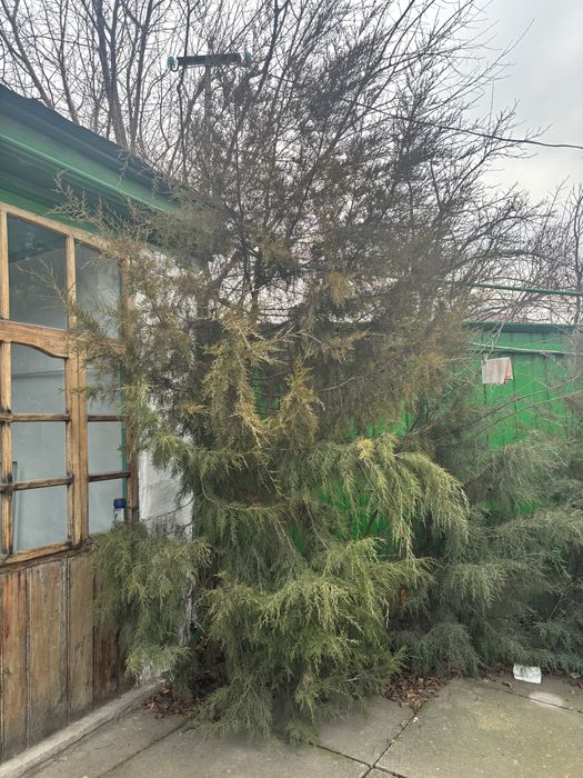 Продам можевельник