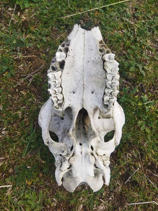 Череп, черепи за декорация