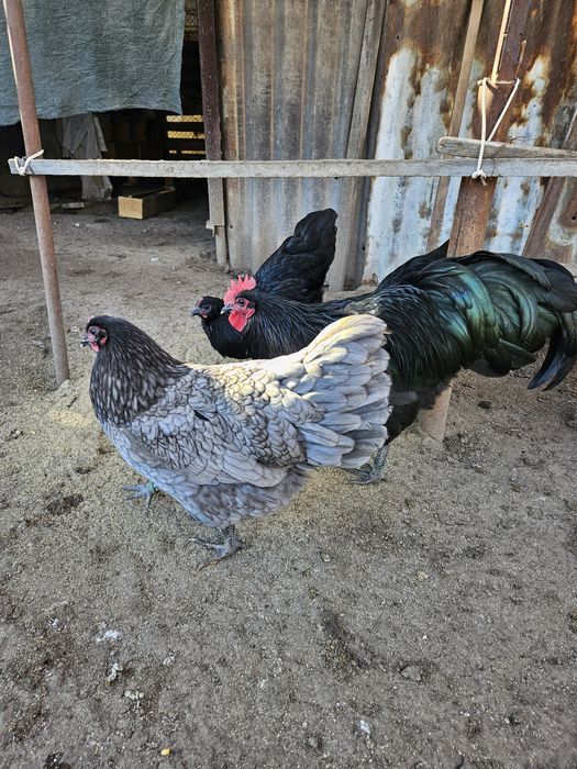 Оплодени яйца от австралорп