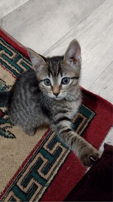 Котята девочки ищут семью