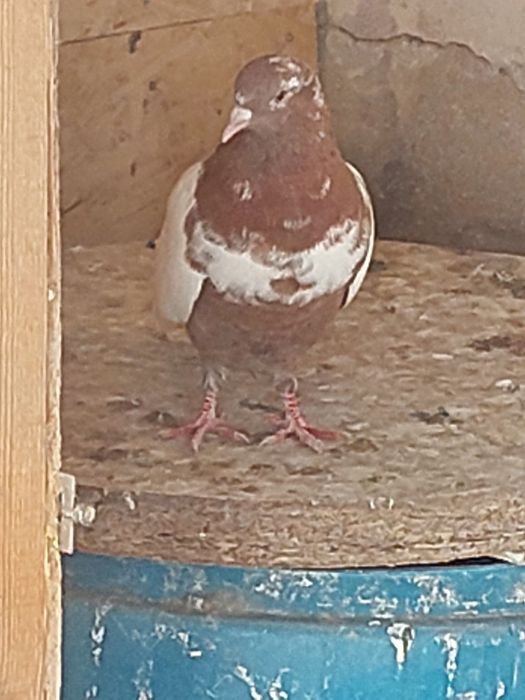 Кептер Құс Голуби