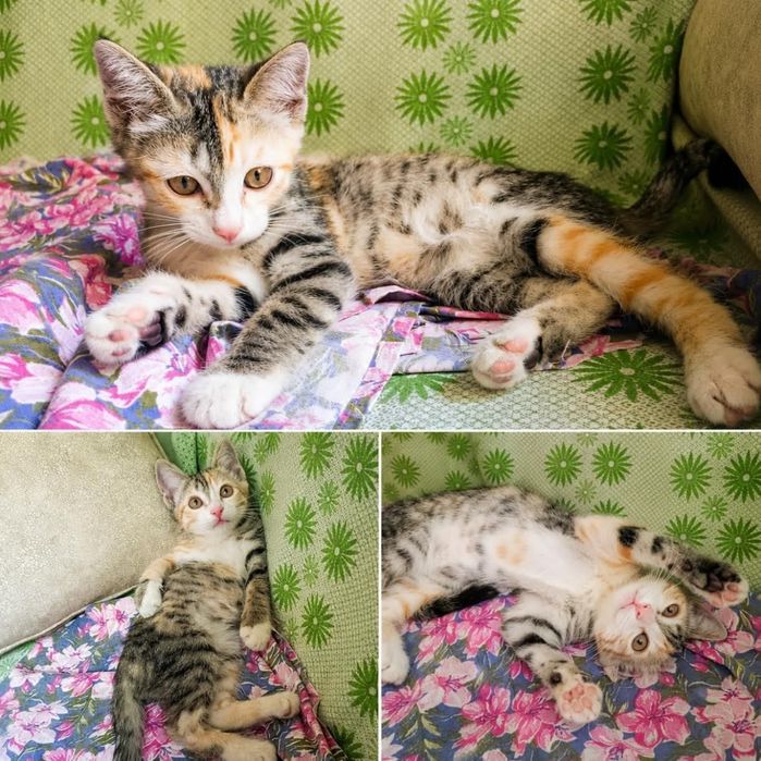 Котёнок даром в добрые руки