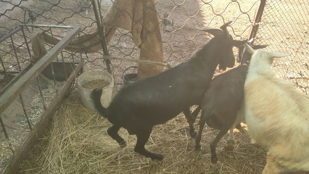 Мурсия ечкиси сотилади