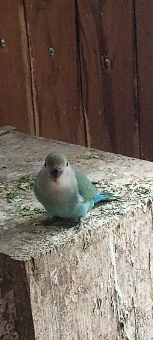 Pui de papagal agapornis