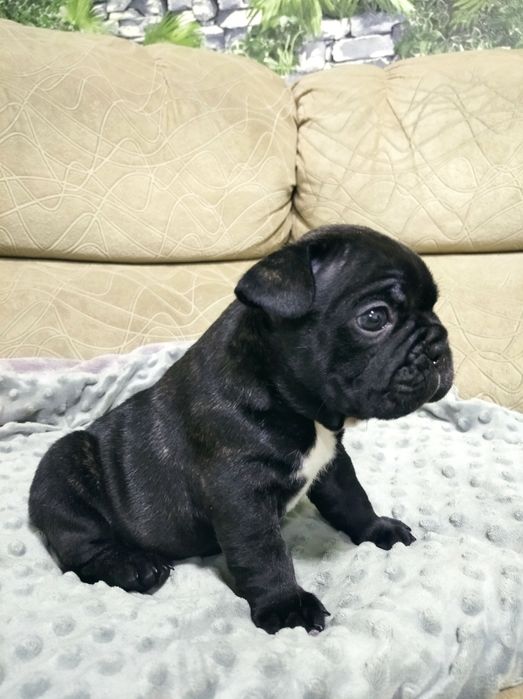 Французский бульдог