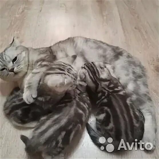 Чудесные котятки фолды