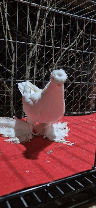 Голубка двухчубая