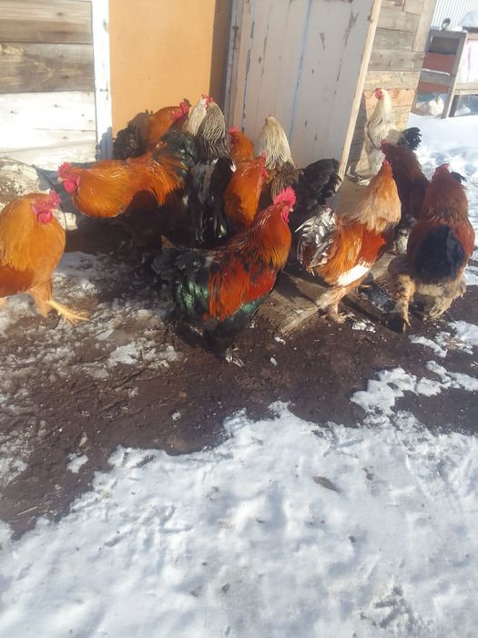 Продам петухов БРАМА 4000т