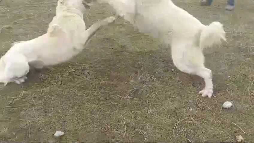 Еркек ит сатылады