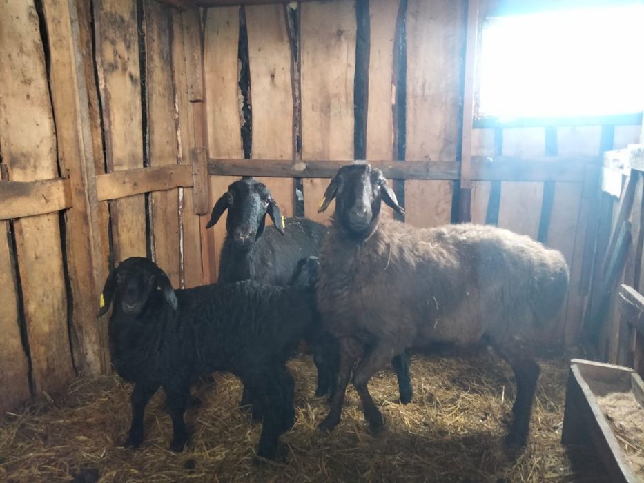 Продам Баранов оптом