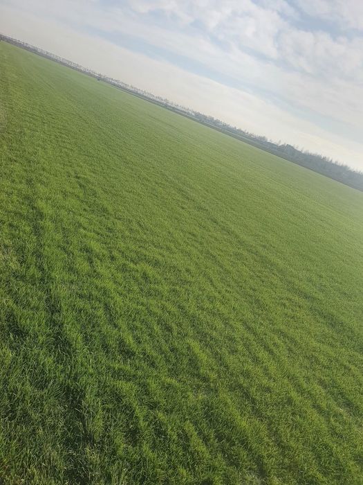 Gazon rulou calitate extra