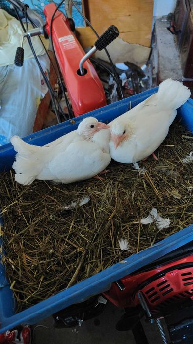 Porumbei înfoiați albi